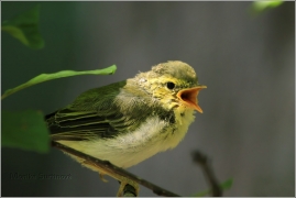 <p>BUDNÍČEK LESNÍ (Phylloscopus sibilatrix) Šluknovsko /Wood warbler - Waldlaubsänger/</p>